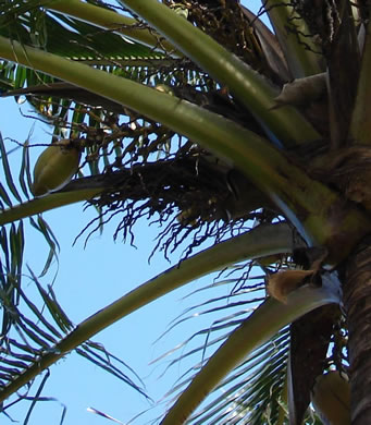 Cocos nucifera, Coconut Palm