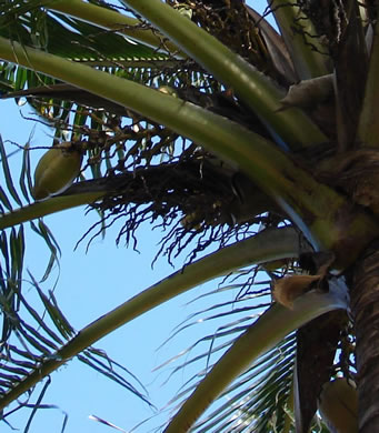 image of Cocos nucifera, Coconut Palm