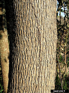 image of Camphora officinarum, Camphortree