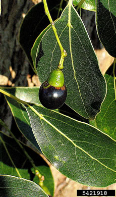 image of Camphora officinarum, Camphortree