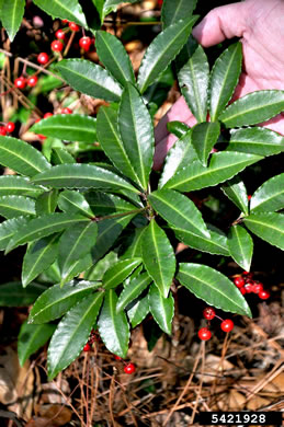 image of Ardisia crenata, Coral Ardisia, Hen's Eyes, Coralberry, Marlberry