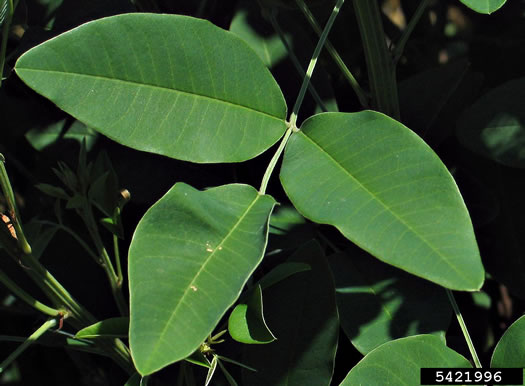 Lespedeza thunbergii, Thunberg's Lespedeza, Thunberg's Bush-clover