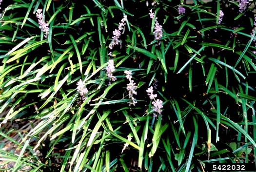 image of Liriope muscari, Liriope, Big Blue Lily-turf