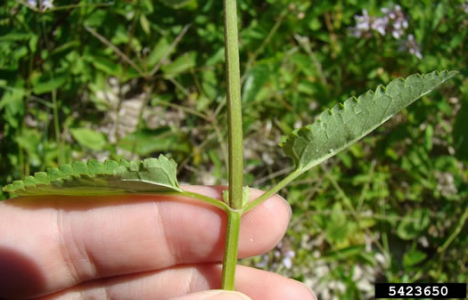 leaf or frond of Stachys floridana, Florida Betony, Rattlesnake-weed, Florida Hedgenettle