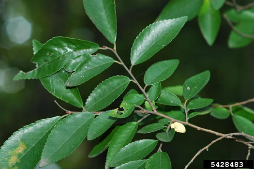 image of Ulmus parvifolia, Lacebark Elm, Chinese Elm