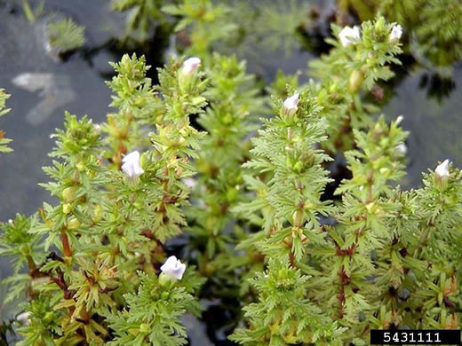 image of Limnophila sessiliflora, Asian Marshweed