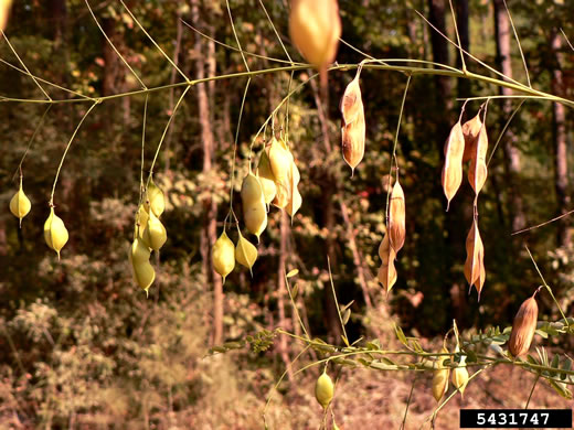 image of Sesbania vesicaria, Bladderpod, Bagpod