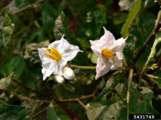 flower of Solanum viarum, Tropical Soda-apple