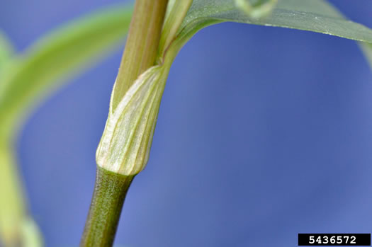 image of Commelina communis, Asiatic Dayflower, Common Dayflower