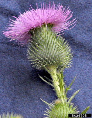 image of Cirsium vulgare, Bull Thistle