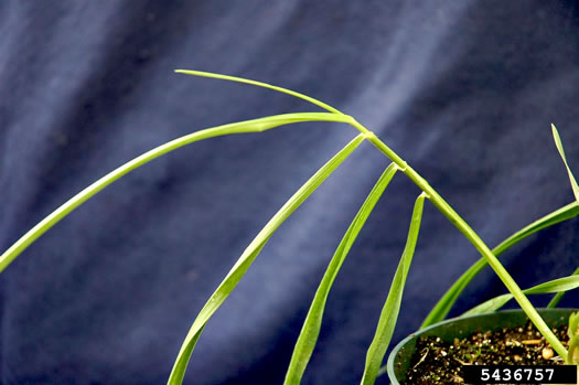 leaf or frond of Bromus secalinus, Cheat, Common Chess, Rye Brome