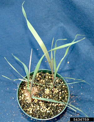 image of Bromus secalinus, Cheat, Common Chess, Rye-brome