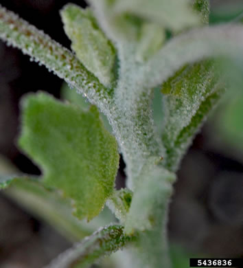 image of Chenopodium album var. album, Lambsquarters, Pigweed