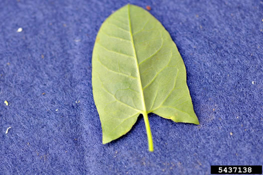 image of Convolvulus arvensis, Field Bindweed, Creeping Jenny, Possession-vine, Cornbind