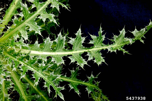 image of Carduus nutans, Nodding Thistle, Musk Thistle