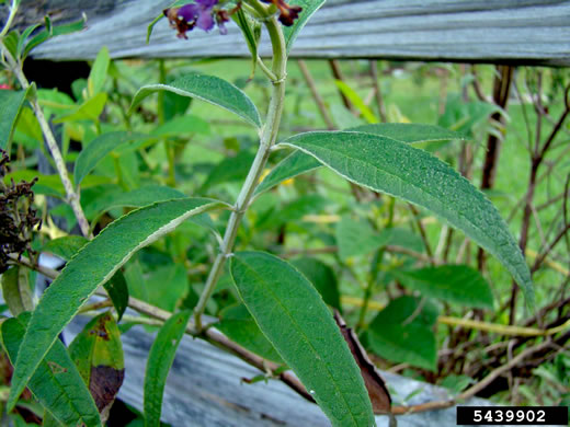 image of Buddleja davidii, Orange-eye Butterflybush, Summer-lilac