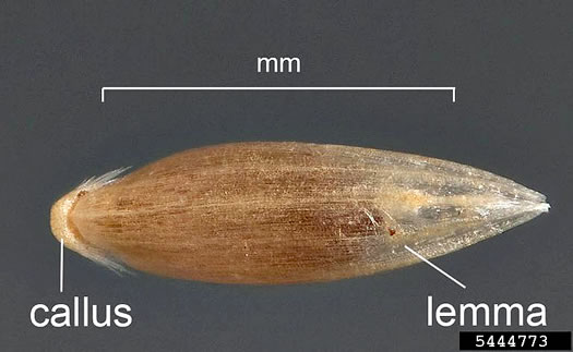 image of Agrostis stolonifera, Creeping Bentgrass