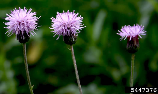 image of Cirsium arvense, Canada Thistle, Field Thistle