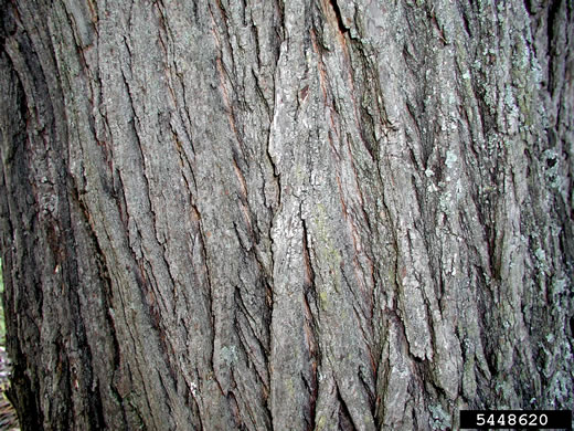 image of Acer platanoides, Norway Maple