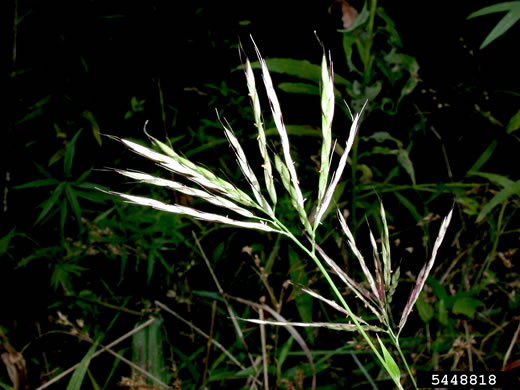 image of Arthraxon hispidus var. hispidus, Hairy Jointgrass, Small Carpgrass, Joint-head Grass, Basket Grass