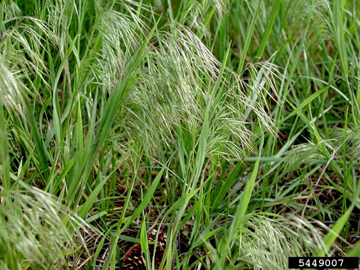 image of Bromus tectorum, Downy Brome, Downy Chess, Downy Cheat, Cheatgrass