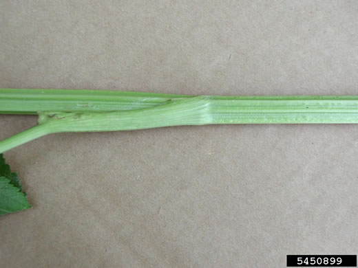 image of Pastinaca sativa, Parsnip