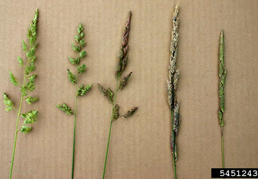 image of Phalaris arundinacea, Reed Canarygrass, Ribbongrass