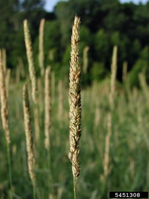image of Phalaris arundinacea, Reed Canarygrass, Ribbongrass
