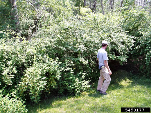 image of Ligustrum obtusifolium var. obtusifolium, Border Privet