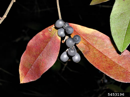 image of Ligustrum obtusifolium var. obtusifolium, Border Privet