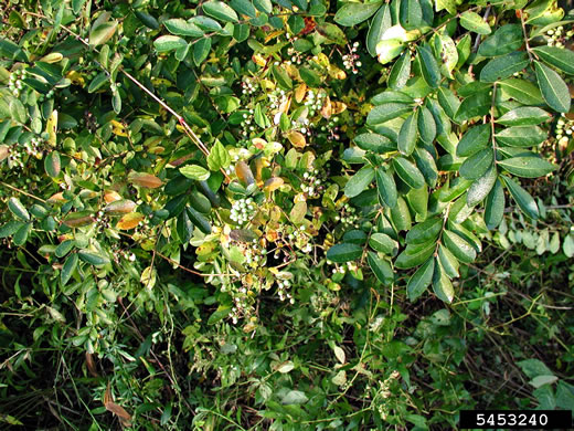 image of Ligustrum obtusifolium var. obtusifolium, Border Privet