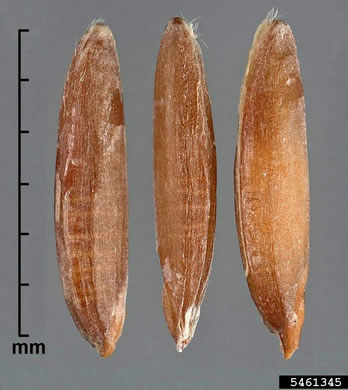 image of Bromus catharticus var. catharticus, Rescue Grass