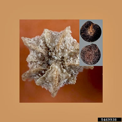 image of Chenopodium album, Lambsquarters, Pigweed