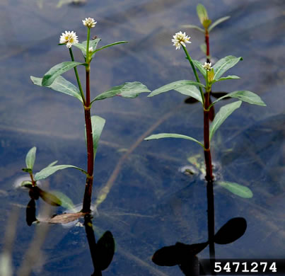 image of Alternanthera philoxeroides, Alligator-weed