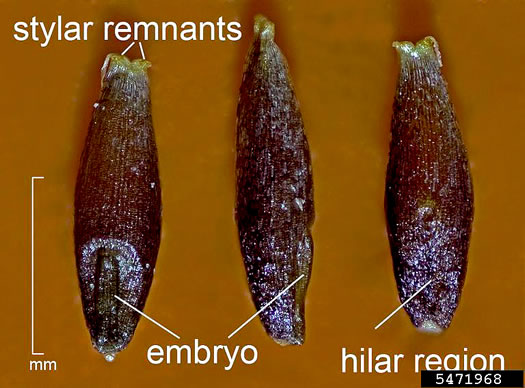 image of Cortaderia selloana, Pampasgrass