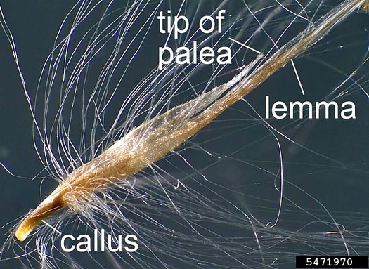 image of Cortaderia selloana, Pampasgrass