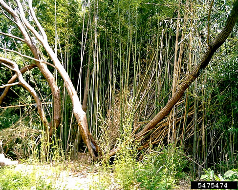image of Phyllostachys aureosulcata, Yellowgroove Bamboo