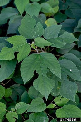 image of Broussonetia papyrifera, Paper Mulberry