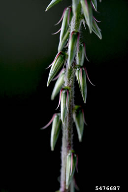 image of Achyranthes japonica var. hachijoensis, Japanese Chaff-flower