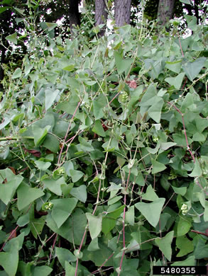 image of Persicaria perfoliata, Asiatic Tearthumb, Mile-a-minute-weed, Mile-a-minute-vine, Devil's-tail Tearthumb