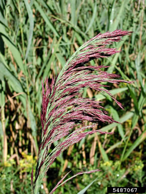 image of Phragmites australis, Common Reed, Old World Reed