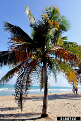 image of Cocos nucifera, Coconut Palm