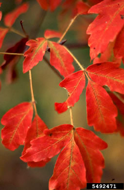 image of Acer ginnala, Amur Maple