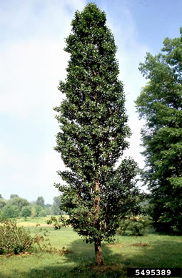 image of Alnus glutinosa, Black Alder, European Alder