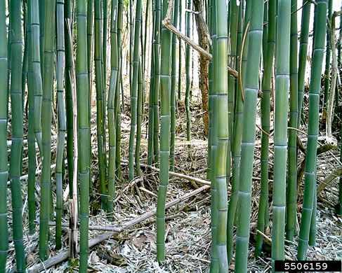 image of Phyllostachys aureosulcata, Yellowgroove Bamboo