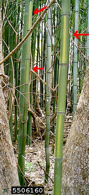 image of Phyllostachys aureosulcata, Yellowgroove Bamboo