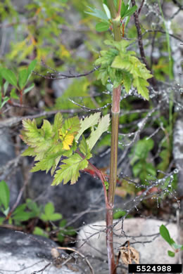 leaf or frond of Pastinaca sativa, Wild Parsnip