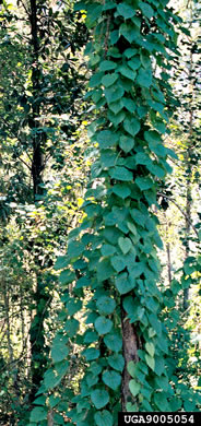 image of Dioscorea bulbifera, Air Yam, Air Potato