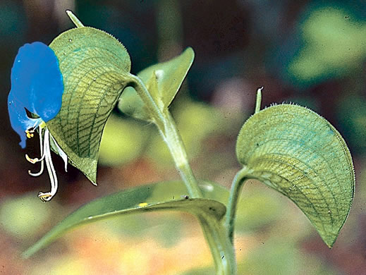 image of Commelina communis, Asiatic Dayflower, Common Dayflower