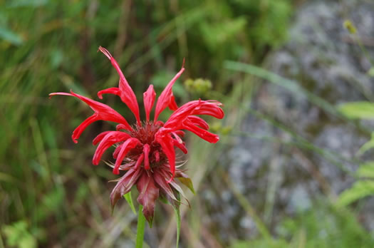 image of Monarda didyma, Scarlet Beebalm, Oswego Tea